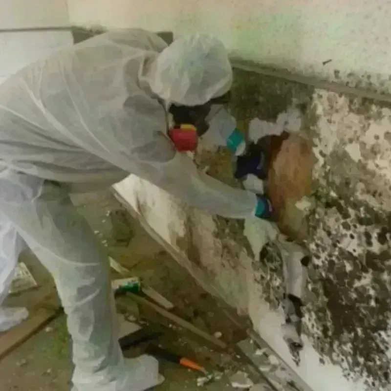 Mold Remediation and Removal in Whitehall, WI